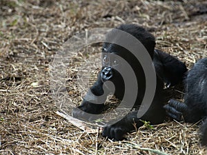 Cute Baby Gorilla Ape