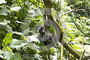 Gorilla baby climbing on tree in Uganda, Africa photo