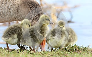 Cute baby Greylag Goose goslings Anser anser standing on the bank of a lake eating grass.