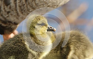 Cute baby Greylag Goose goslings Anser anser standing on the bank of a lake eating grass.