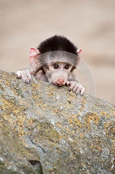 Cute baby Hamadryas Baboon