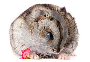 Cute baby hamster holding a red flower
