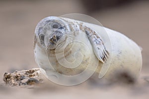 Cute baby harbor seal