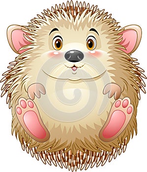Cute baby hedgehog