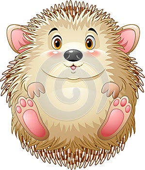 Cute baby hedgehog photo