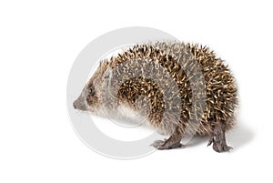 Cute baby hedgehog isolated in front of white background.