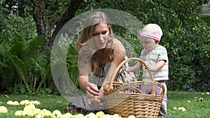 Cute baby helps his young smiling mother picking windfall apples fruits to basket in garden. 4K