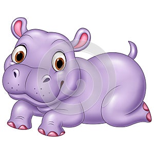 Cute baby hippo isolated on white background