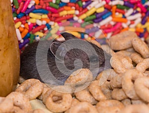 A cute baby house mouse nestled in a pile of cereal.