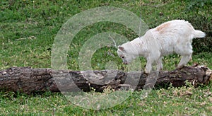Cute baby kid goat, balancing on a fallen tree trunk