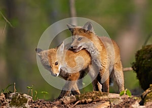 Cute baby Kit foxes (Vulpes macrotis) playing with each other on the blurred background