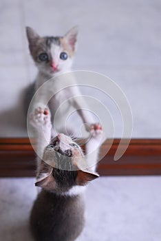 Cute baby kitten playing with mirror