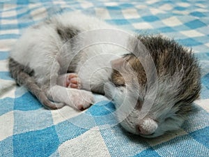 Cute Baby Kitten Sleeping and Relaxing Picture