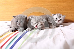 Cute baby kittens playing on the bed