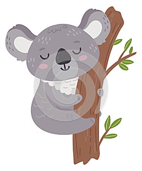 Cute baby koala on tree. Lazy sleeping animal