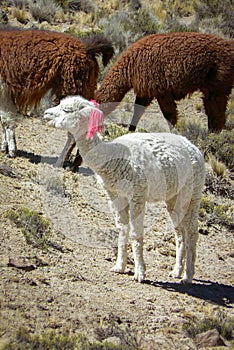 Cute baby lama with pink ribbon