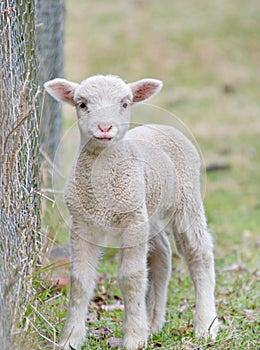 Cute baby lamb photo