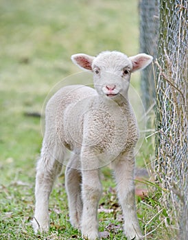 Cute baby lamb