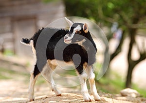 A cute baby lamb