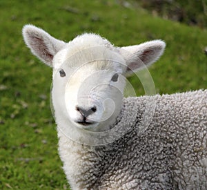 A cute baby lamb on the farm