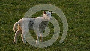 Cute baby lamb sheep standing playing in a green field on a farm in evening sunshine