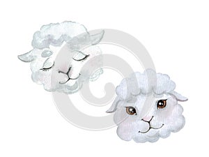 Cute baby lamb on a white background.
