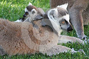 Cute Baby Lemur
