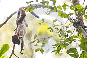 Cute baby lemur playing on a branch tree