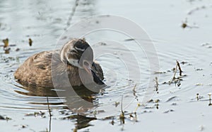 A cute baby Little Grebe Tachybaptus ruficollis regurgitating a pellet which contains fish bones and other items it cannot dige