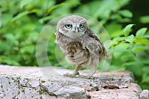 Cute baby Little owl Athene noctua, looking at the camera