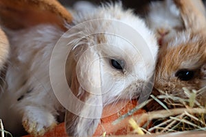 Cute baby lop eared rabbits sharing a carrot close up