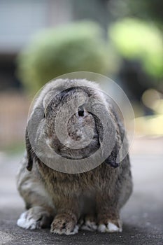 Cute baby lop rabbit bunny