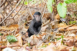 Cute Baby Macaque