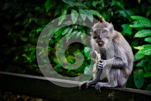 Cute baby macaque monkey eating in the green park