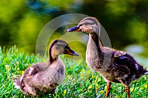 Cute baby mallard ducklings