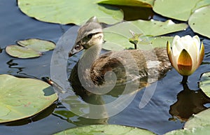 A cute baby Mandarin Duckling Aix galericulata swimming in a lake searching for food amongst the lily pads.