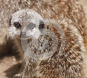 Cute baby meerkat