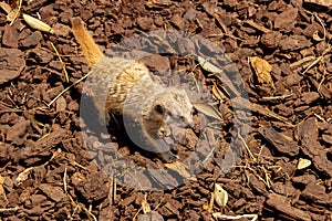 Cute Baby Meerkat On Warm Day