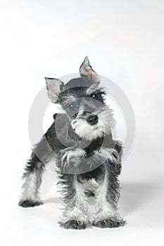 Cute Baby Miniature Schnauzer Puppy Dog on White