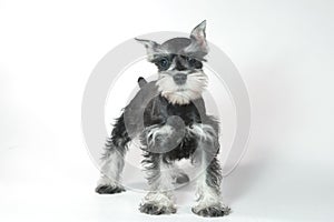 Cute Baby Miniature Schnauzer Puppy Dog on White