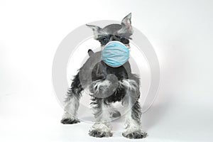 Cute Baby Miniature Schnauzer Puppy Puppy Wearing PPE Mask