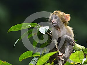 The Cute Baby Monkey Eating Leaves