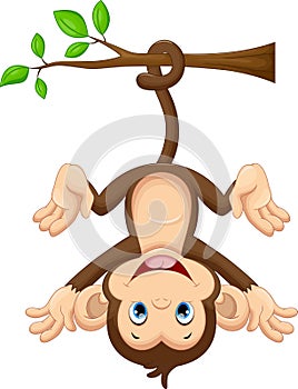 Cute baby monkey hanging on tree photo