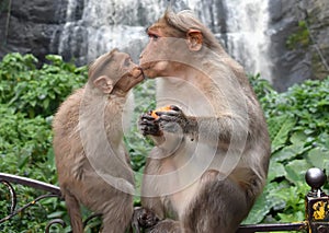 Carino un bambino scimmie un bacio madre scimmie 