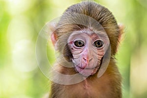 Cute baby monkey portrait