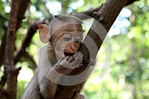 A cute baby monkey relaxing on a tree