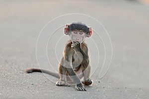 Cute baby monkey sitting on an asphalt road  with his hand under his chin