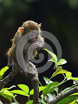 A Cute Baby Monkey is Sitting on the Branch