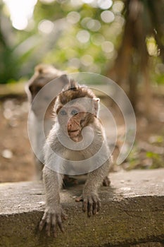Cute baby monkey in Ubud Monkey Forest