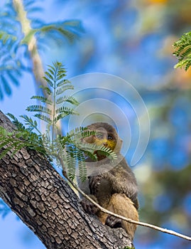 Cute baby monkey on tree in forest